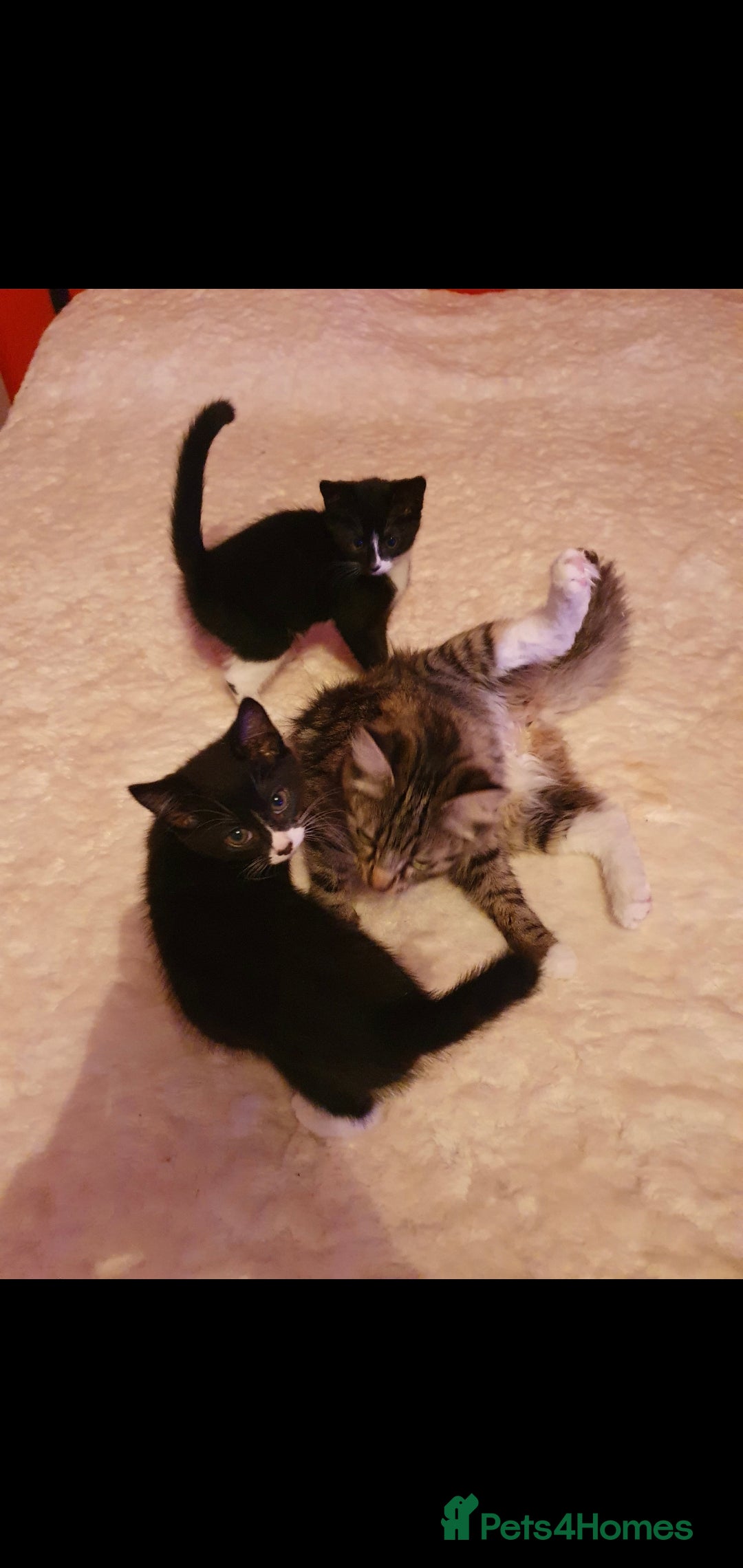 Mixed Breed cats for sale: Kittens  - Image 2