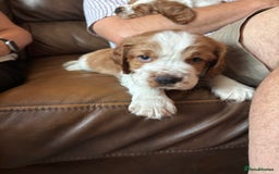 Welsh Springer Spaniel dogs for sale: Home Reared Handsome Boys - Image 4