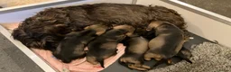 Dachshund dogs for sale: Wirehaired Dachshund Teckel KC registered puppies  - Advert 9