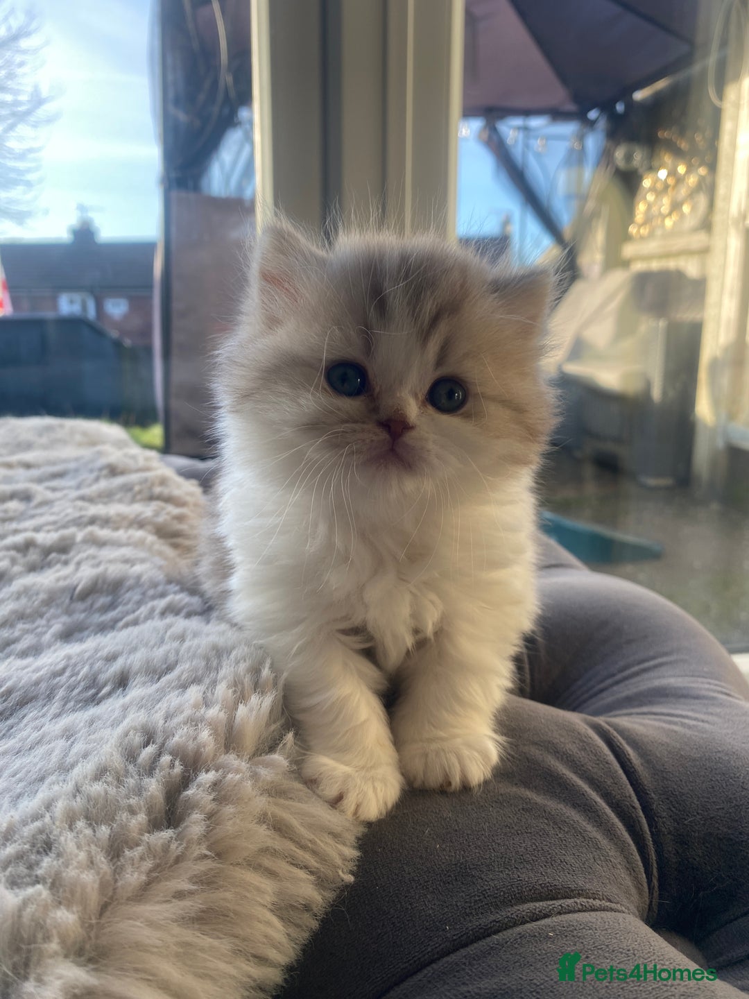 British Shorthair cats for sale: British shorthair longhair TICA boys tabby bio - Advert 4
