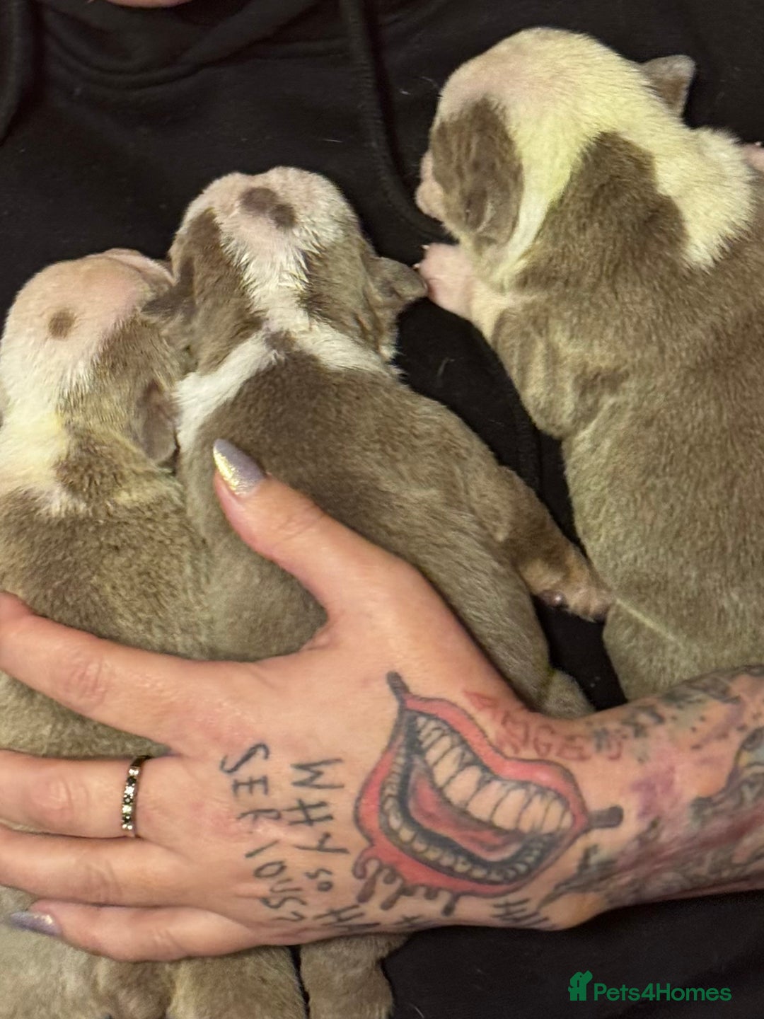 English Bulldog dogs for sale: 3 beautiful English bull dogs - Advert 2