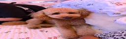 Labradoodle dogs for sale: 🌟 5 star 🌟 F1B labradoodle puppies  - Advert 3