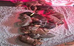 Dobermann dogs for sale: Doberman puppies for sale  - Image 2