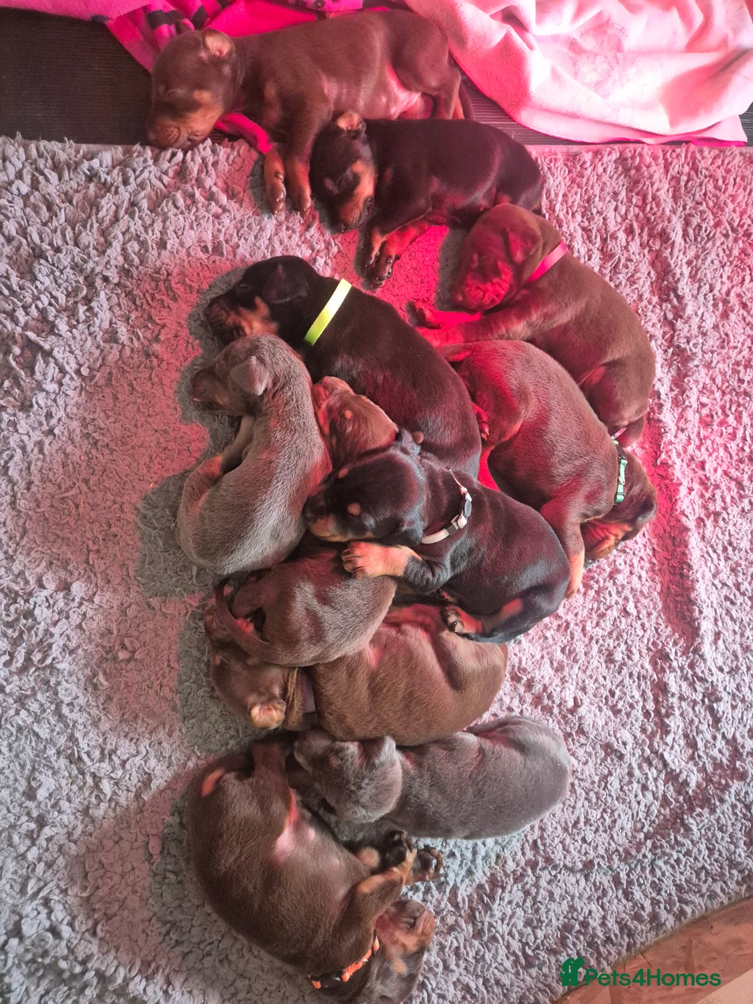 Dobermann dogs for sale: Doberman puppies for sale  - Image 2