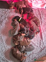 Dobermann dogs - Advert 8