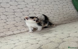 Mixed Breed cats for sale: 7 little kittens - Image 25