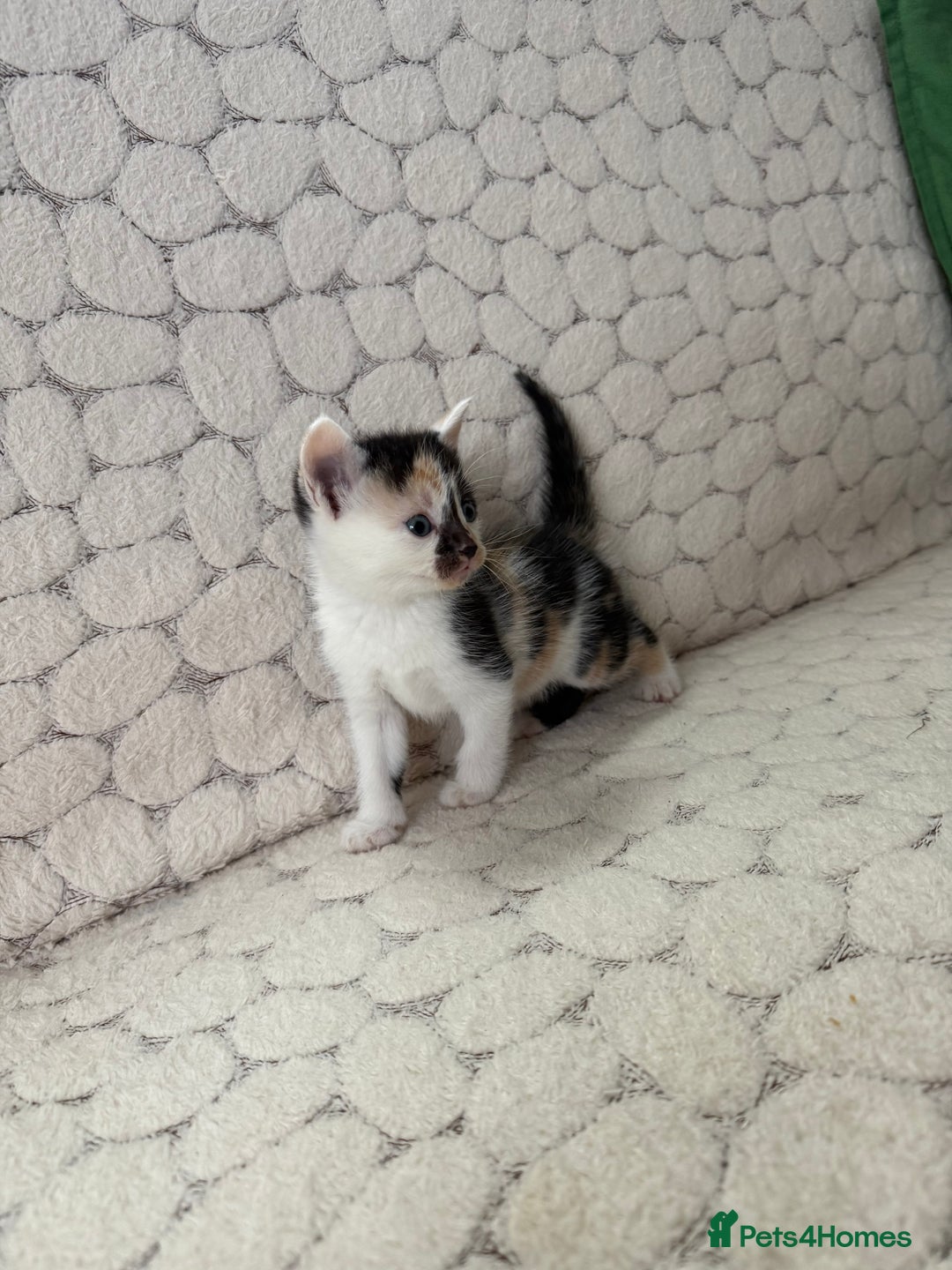 Mixed Breed cats for sale: 7 little kittens - Image 25