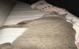 British Shorthair cats for sale: For adoption  - Image 2