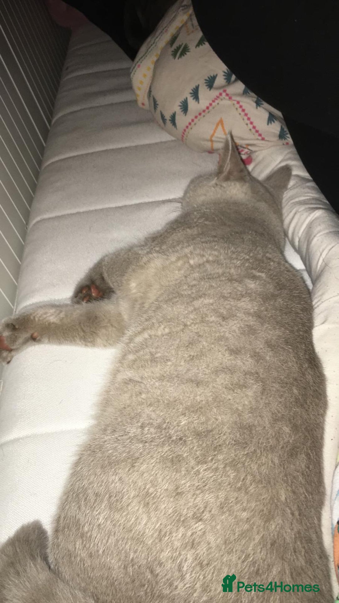 British Shorthair cats for sale: For adoption  - Image 2
