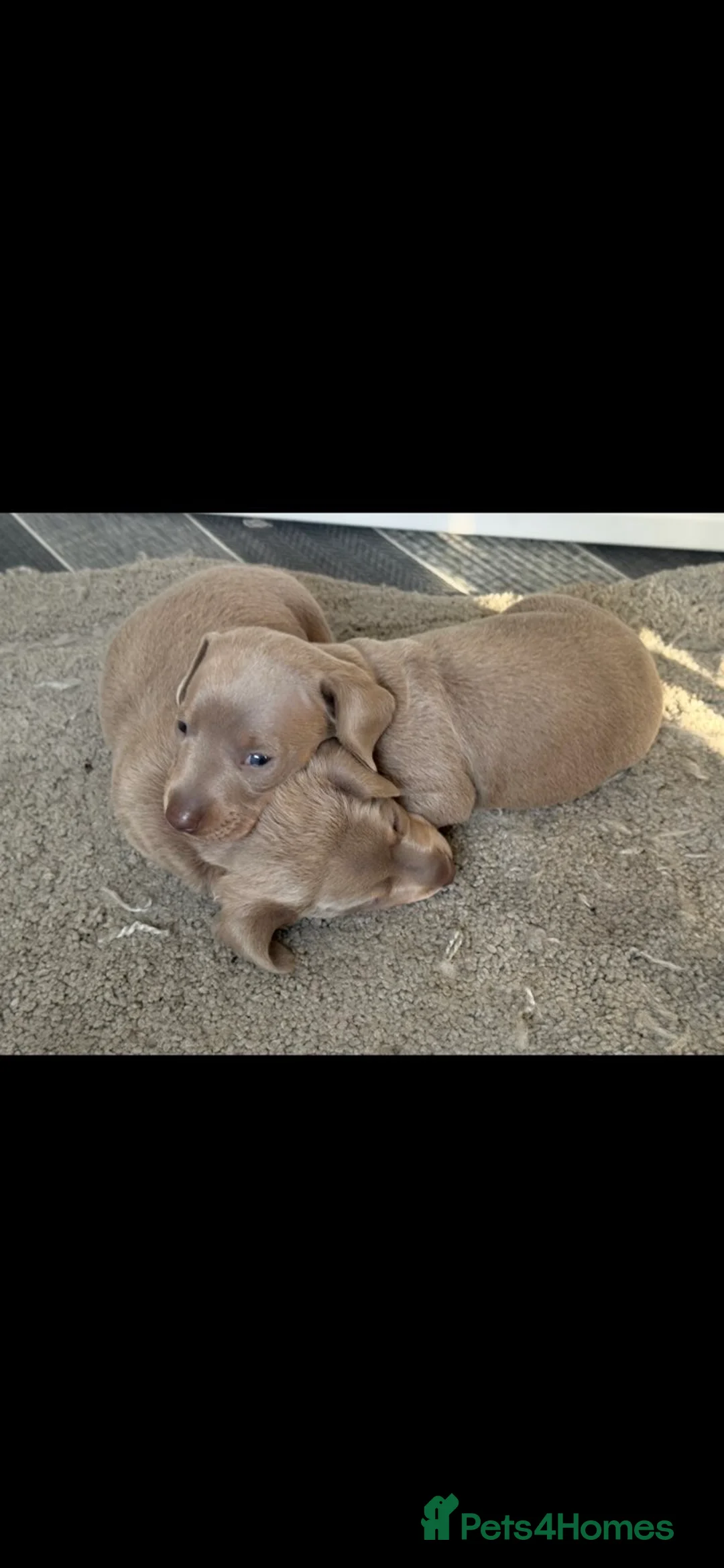 Miniature Dachshund dogs for sale: 2 lovely miniature sausage dog boys  - Advert 1