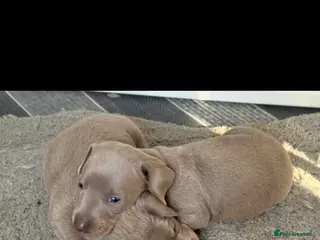 Miniature Dachshund dogs 2 lovely miniature sausage dog boys - Advert 4