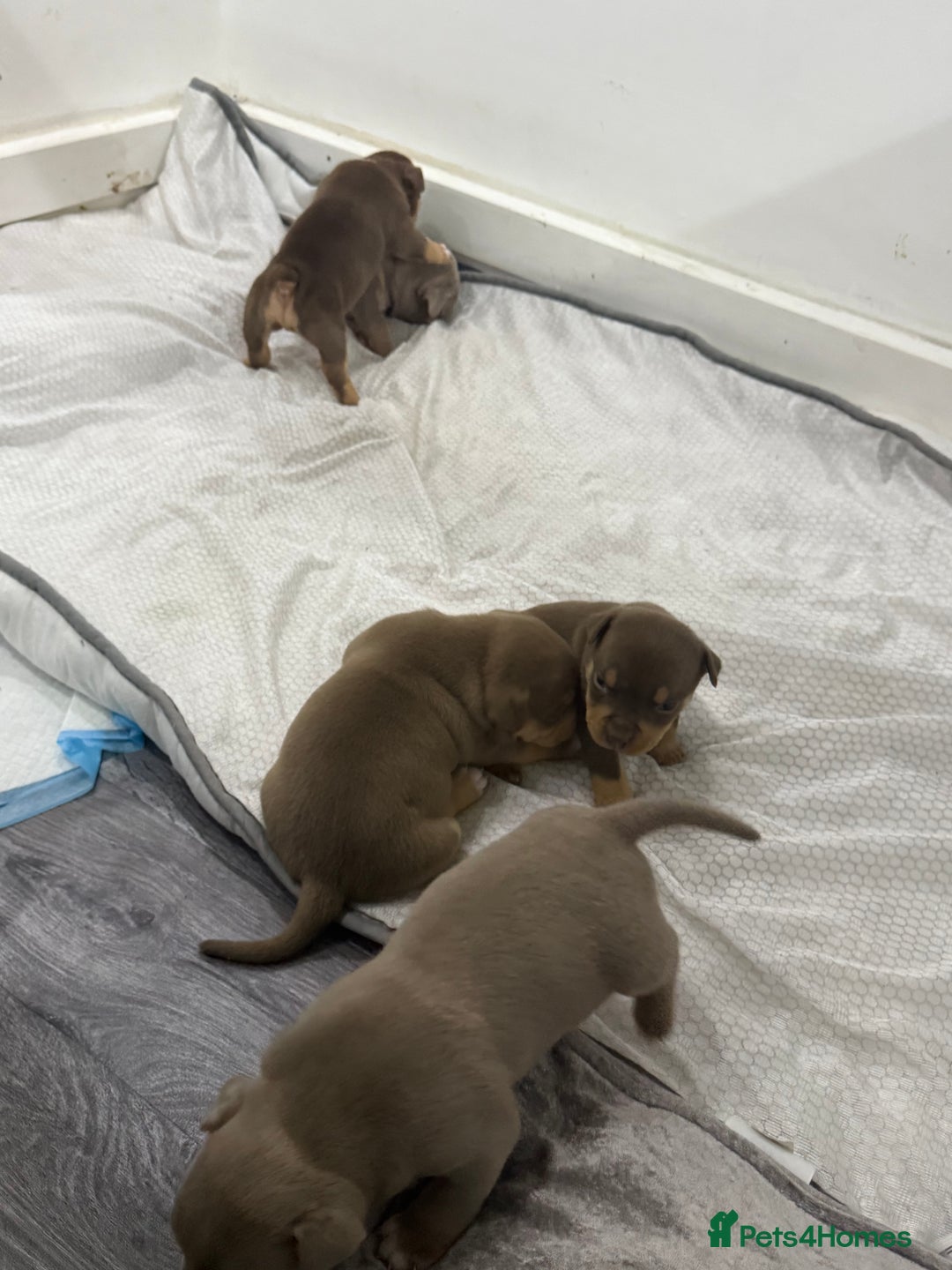 American Bully dogs for sale: Beautiful little pocket bullies for sale - Advert 17