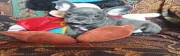 French Bulldog dogs for sale: Beautiful  french bulldog puppes - Advert 5