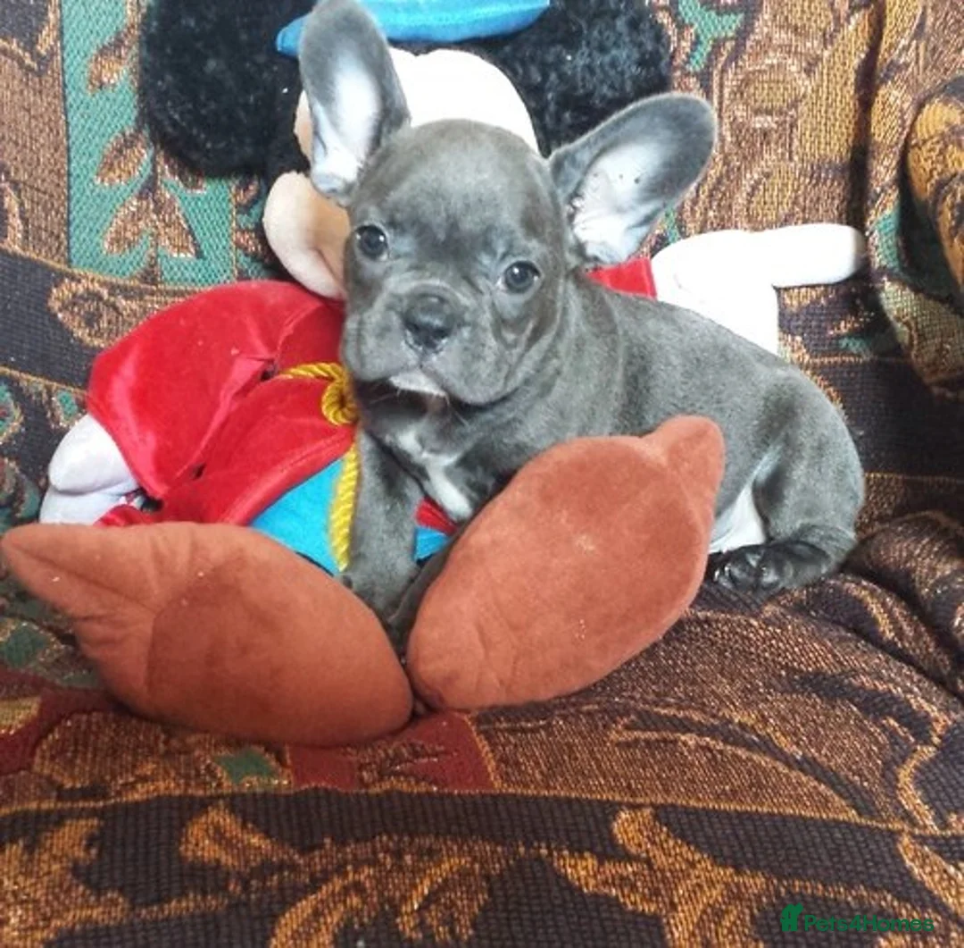 French Bulldog dogs for sale: Beautiful  french bulldog puppes - Advert 5