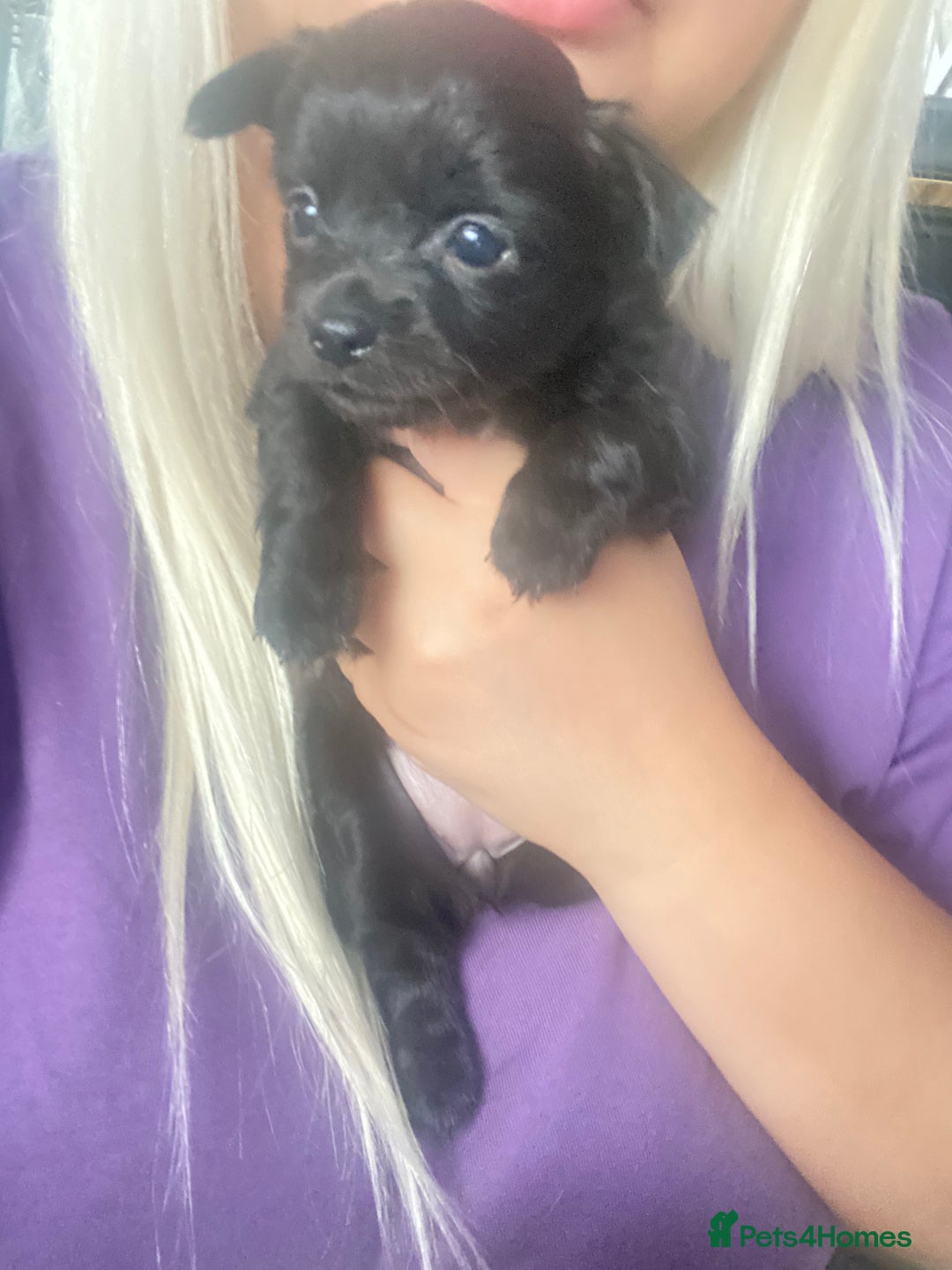 Chihuahua dogs for sale: Chihuahua puppies in Manchester - Image 5
