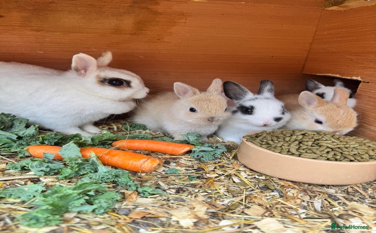 Netherland Dwarf rabbits - Advert 3