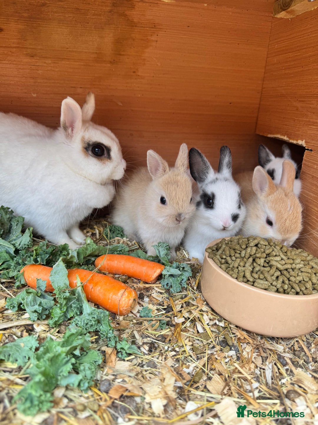Netherland Dwarf rabbits for sale: Netherland dwarf babies - Image 1