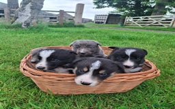 Border Collie dogs for sale: Border collie puppies for sale  - Image 1