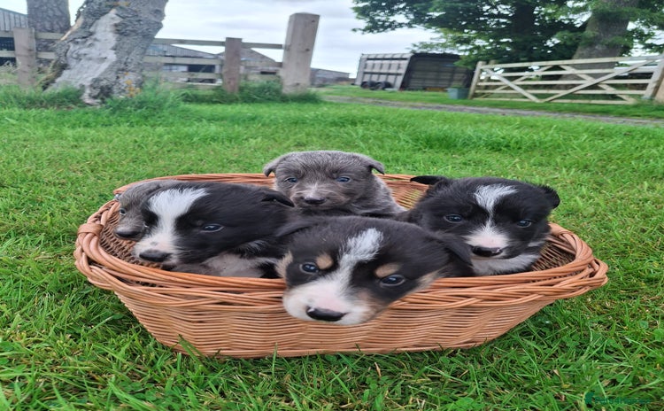 Border Collie dogs - Advert 1