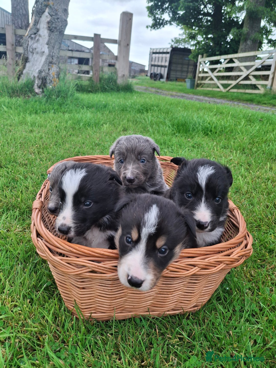 Border Collie dogs for sale: Border collie puppies for sale  - Image 1