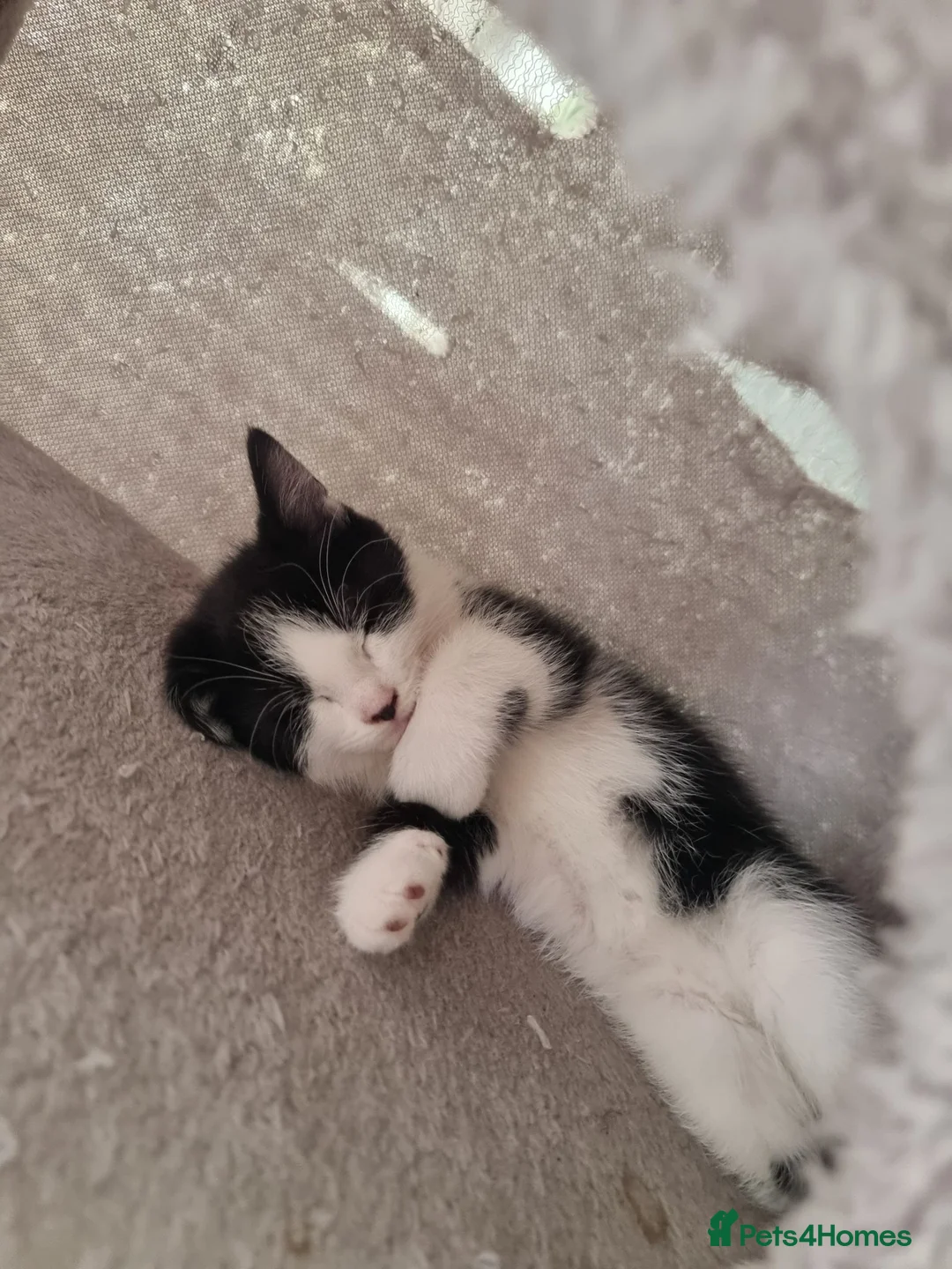 Russian Blue cats for sale: Blue Russian mixed breed kittens - Advert 16