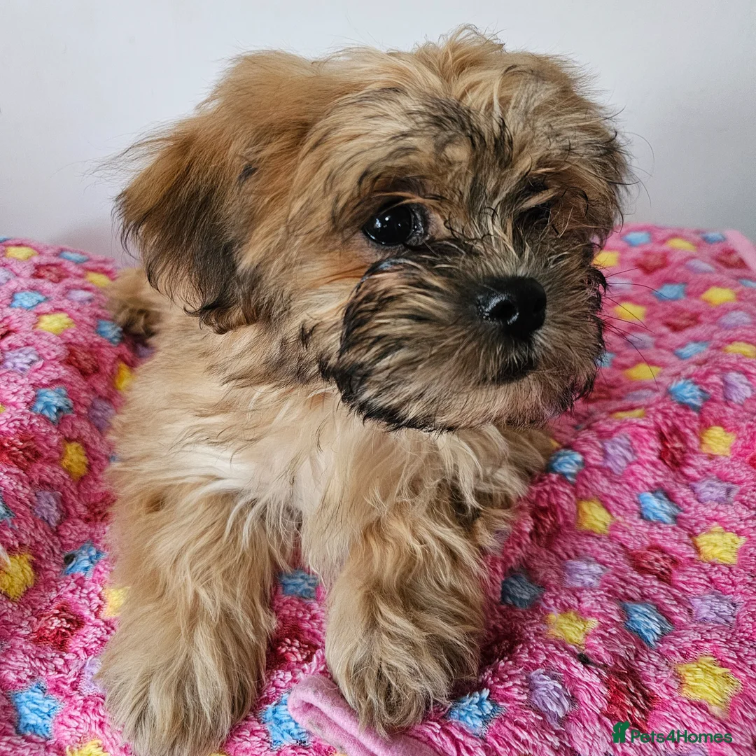 Zuchon dogs for sale: Zuchon F1 puppies - Advert 2