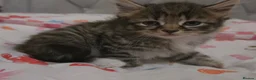 Mixed Breed cats for sale: Adorable Fluffy kittens  - Advert 16
