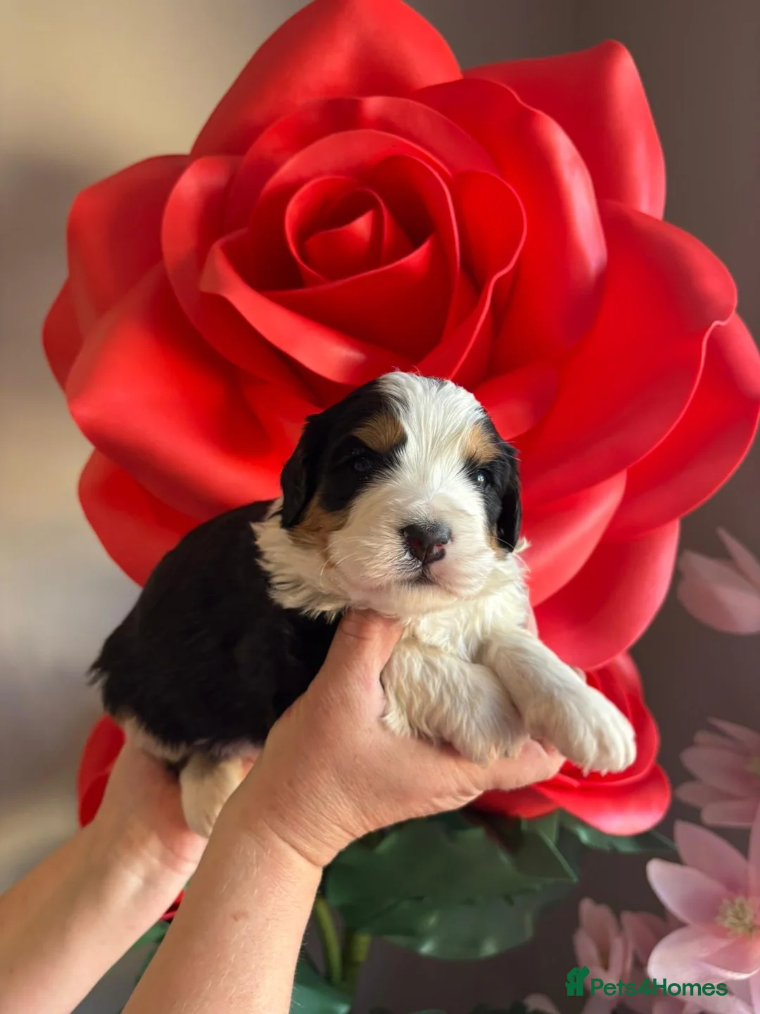 Bernedoodle dogs for sale: 6 medium size bernedoodle puppies boys - Advert 1