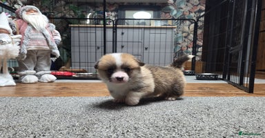 Welsh Corgi Pembroke dogs Stunning KC Registered Babies Available.  - Advert 14