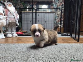 Welsh Corgi Pembroke dogs Stunning KC Registered Babies Available. - Advert 2