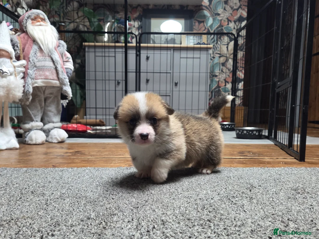 Welsh Corgi Pembroke dogs for sale: Stunning KC Registered Girl Dove Available.  - Advert 24