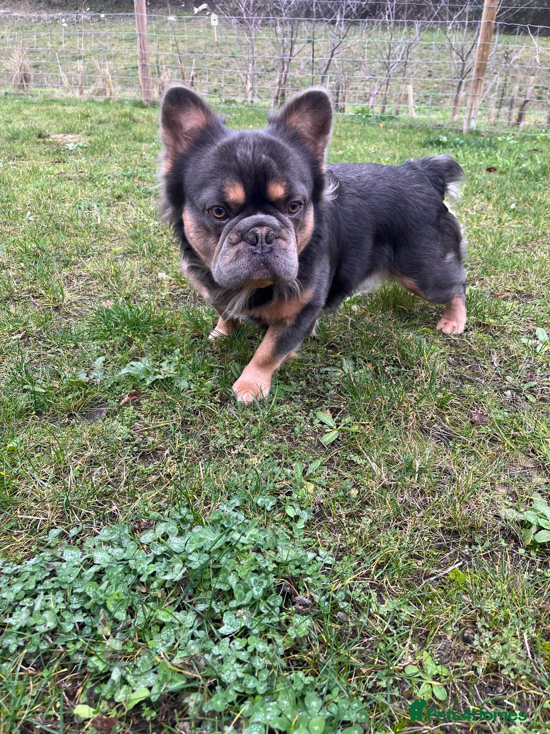 French Bulldog dogs for stud: Blue Fluffy French Bulldog  - Advert 2