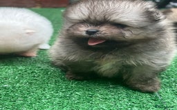 Pomeranian dogs for sale: Pomeranian toy  - Image 22