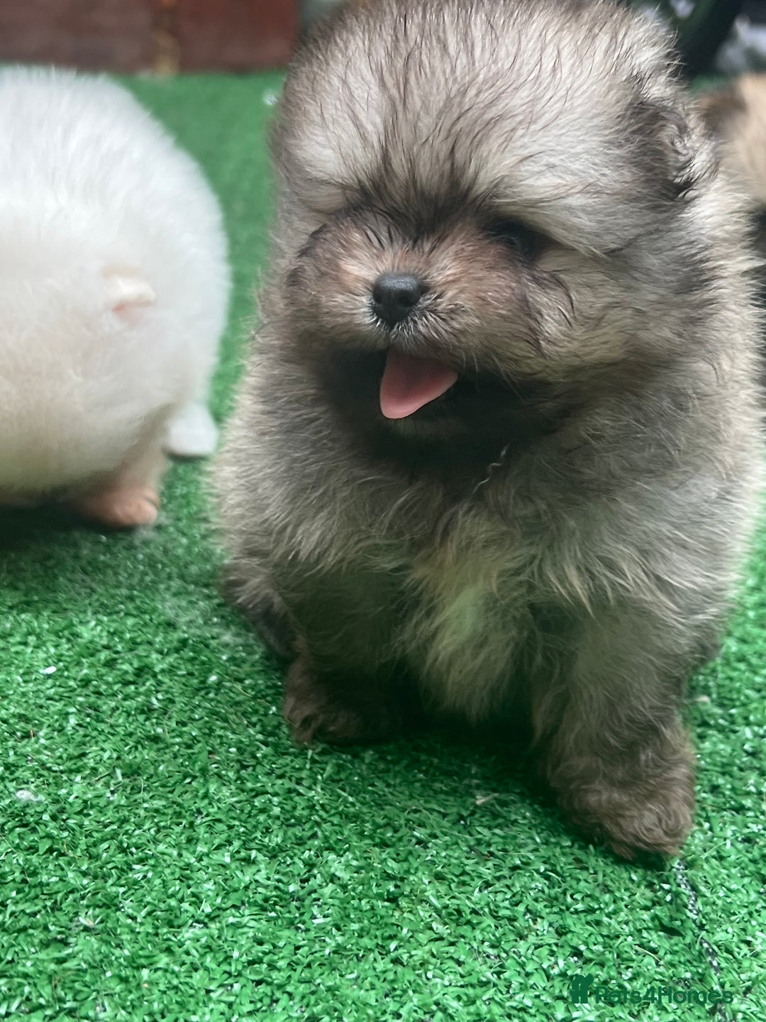Pomeranian dogs for sale: Pomeranian toy  - Image 22