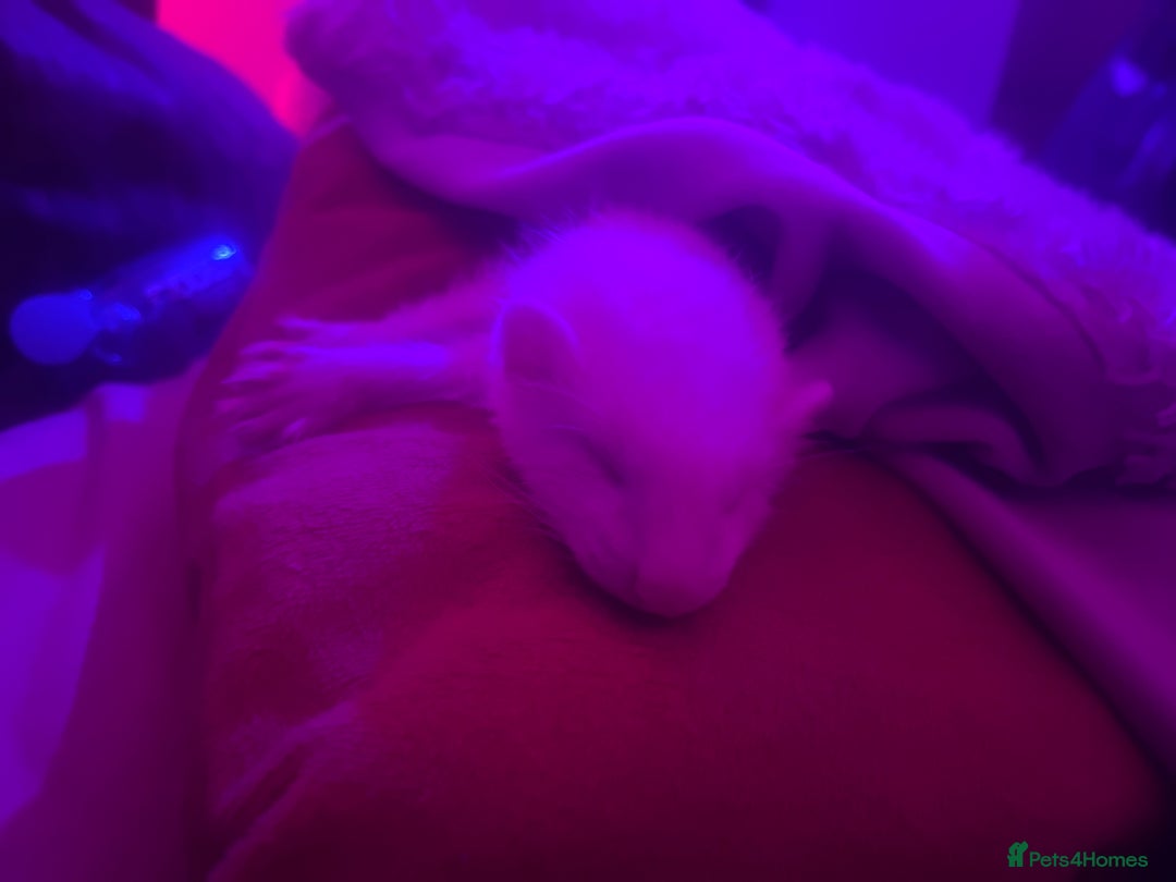 Ferret rodents for sale: Ferrets for sale 40 for 1 80 for both - Image 6