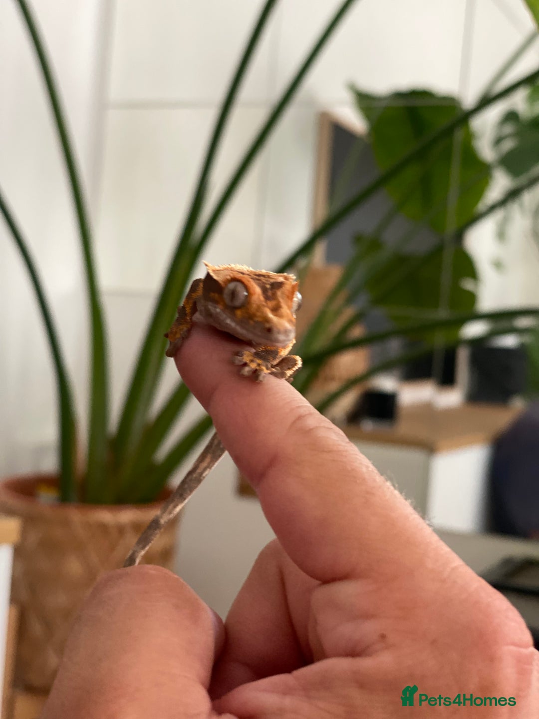 Gecko reptiles for sale: Crested gecko - Image 8