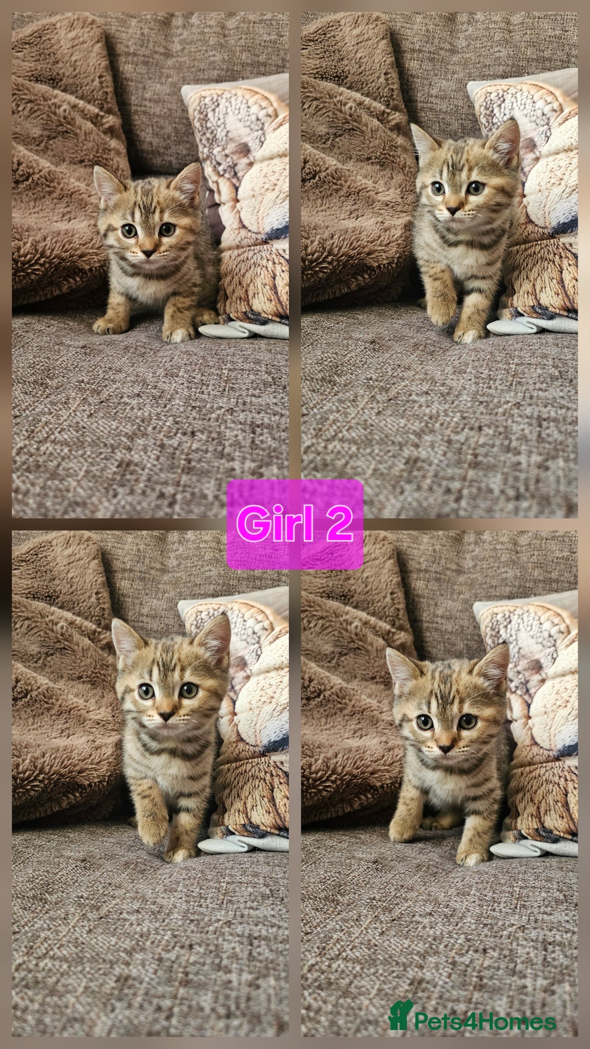 Mixed Breed cats Bengal cross Scottish fold kittens - Advert 7