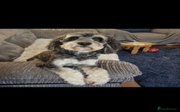 Cockapoo dogs for sale: Two coloured stunning Cockapoos available - Image 9