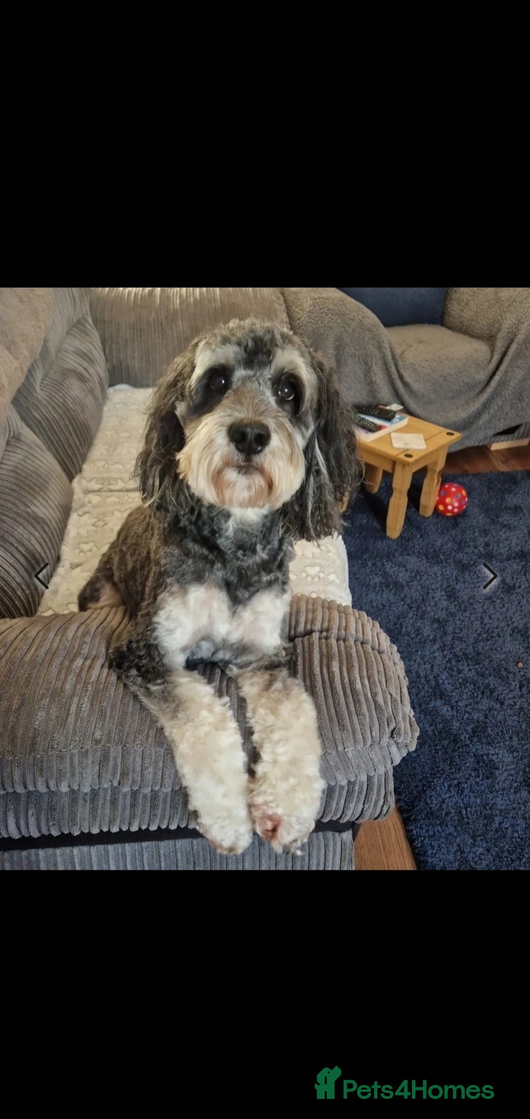 Cockapoo dogs for sale: Two coloured stunning Cockapoos available - Image 9