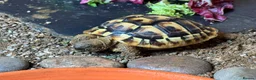 Hermann Tortoise reptiles for sale: Hermann tortoise and table  - Advert 1
