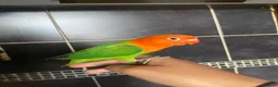 Lovebirds birds for sale: 8 week old lovebird  in Accrington - Advert 2