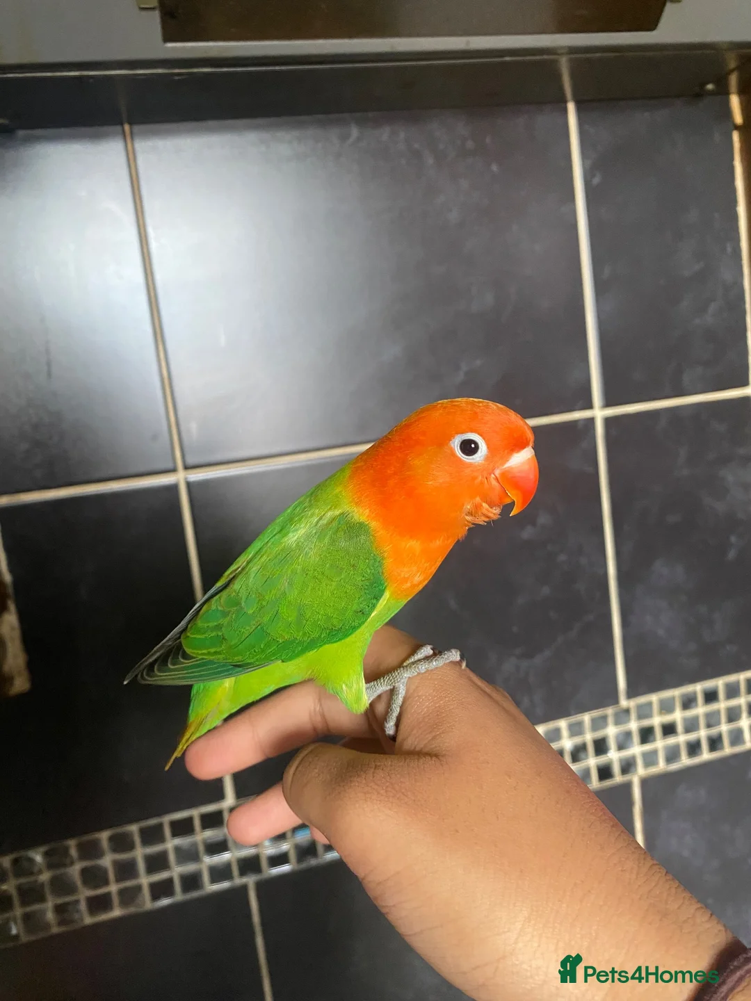 Lovebirds birds for sale: 8 week old lovebird  in Accrington - Advert 2