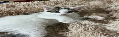 Mixed Breed Kitten 6