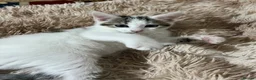 Mixed Breed cats for sale: 6 Lovely Kittens for sale  - Advert 18