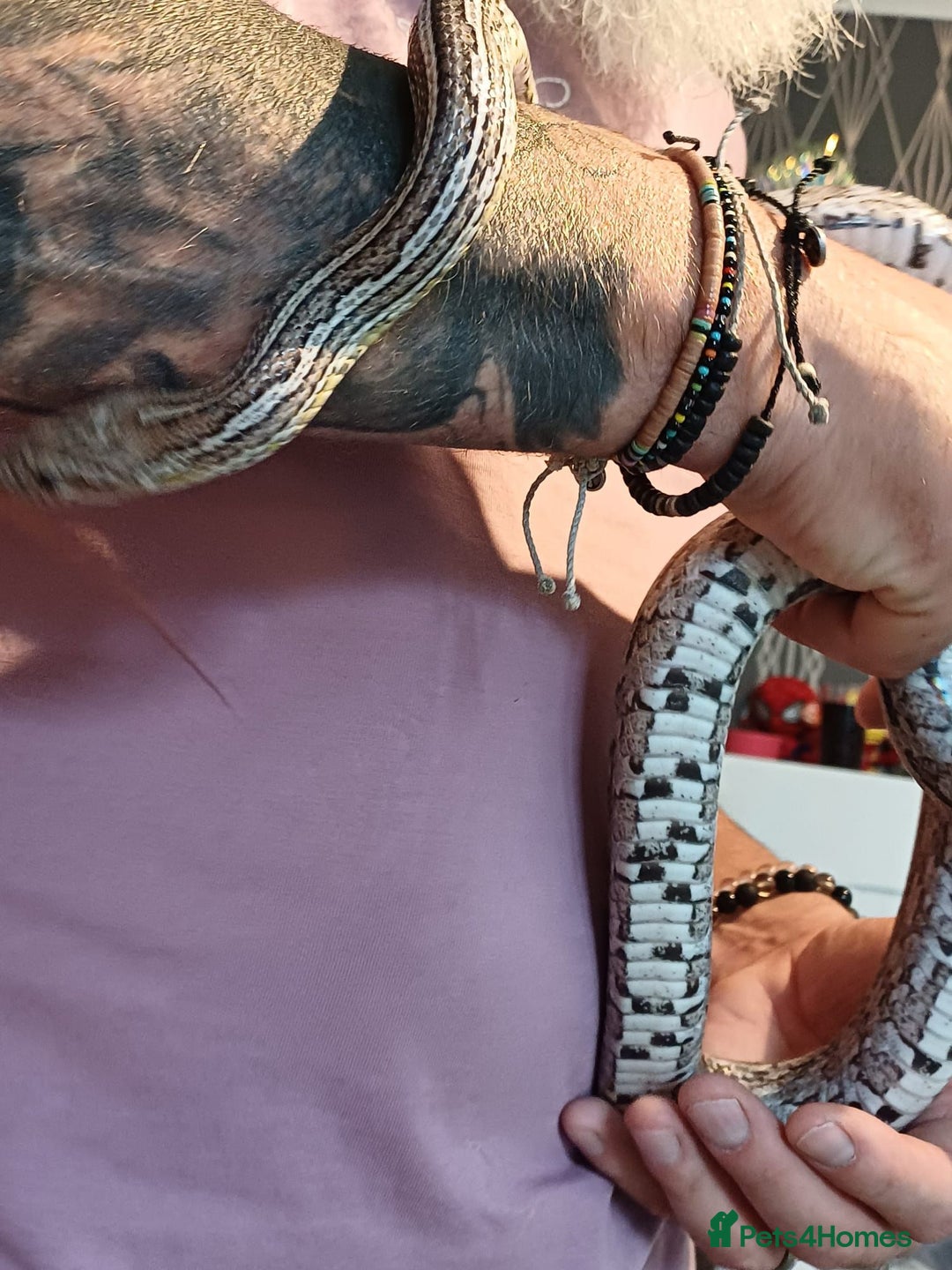 Corn Snake reptiles for sale: Corn snake  - Image 5