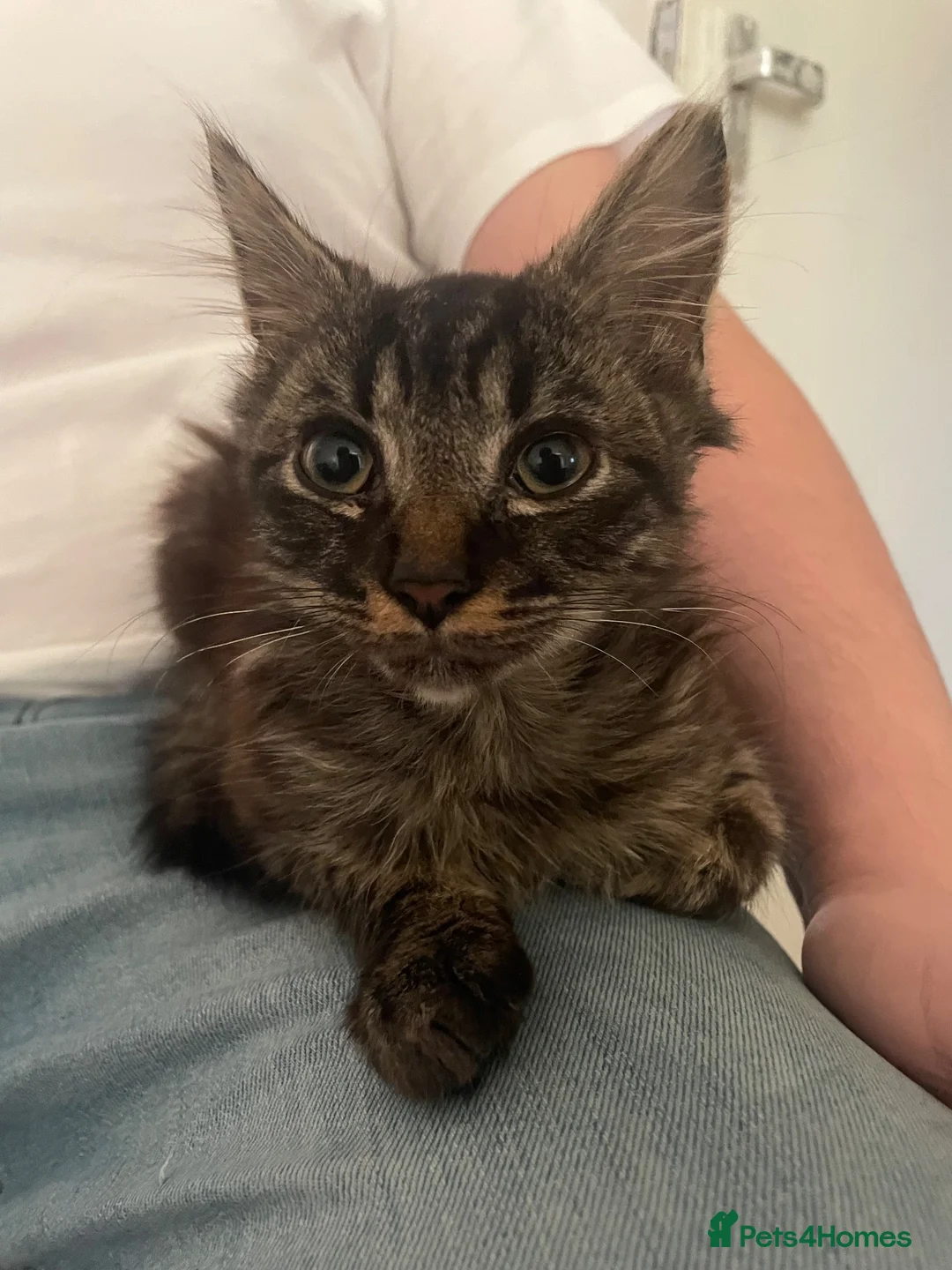 Mixed Breed cats for sale: Kittens  - Advert 3