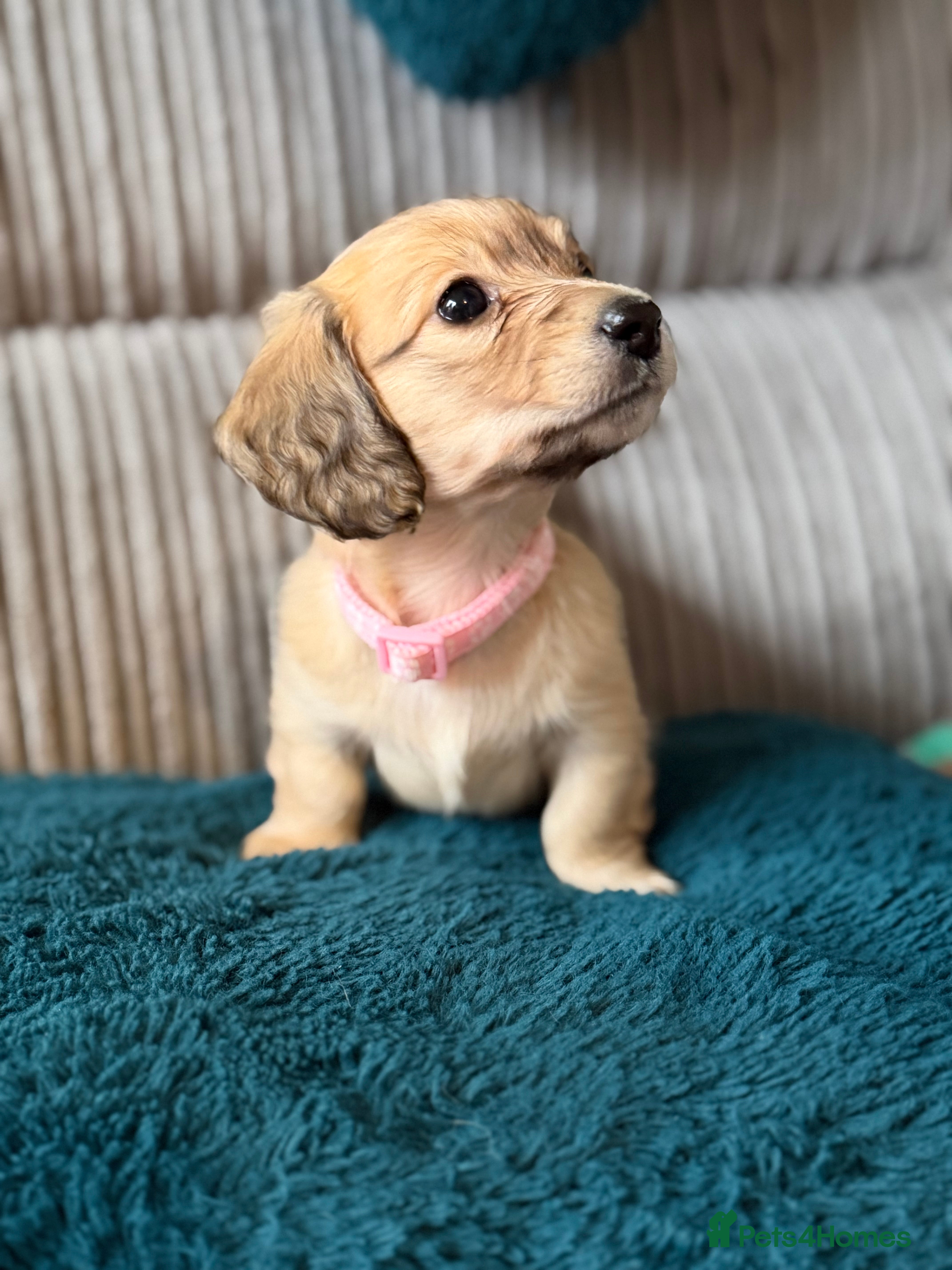 Dachshund dogs Mini long haired cream/shaded cream girls  - Advert 1