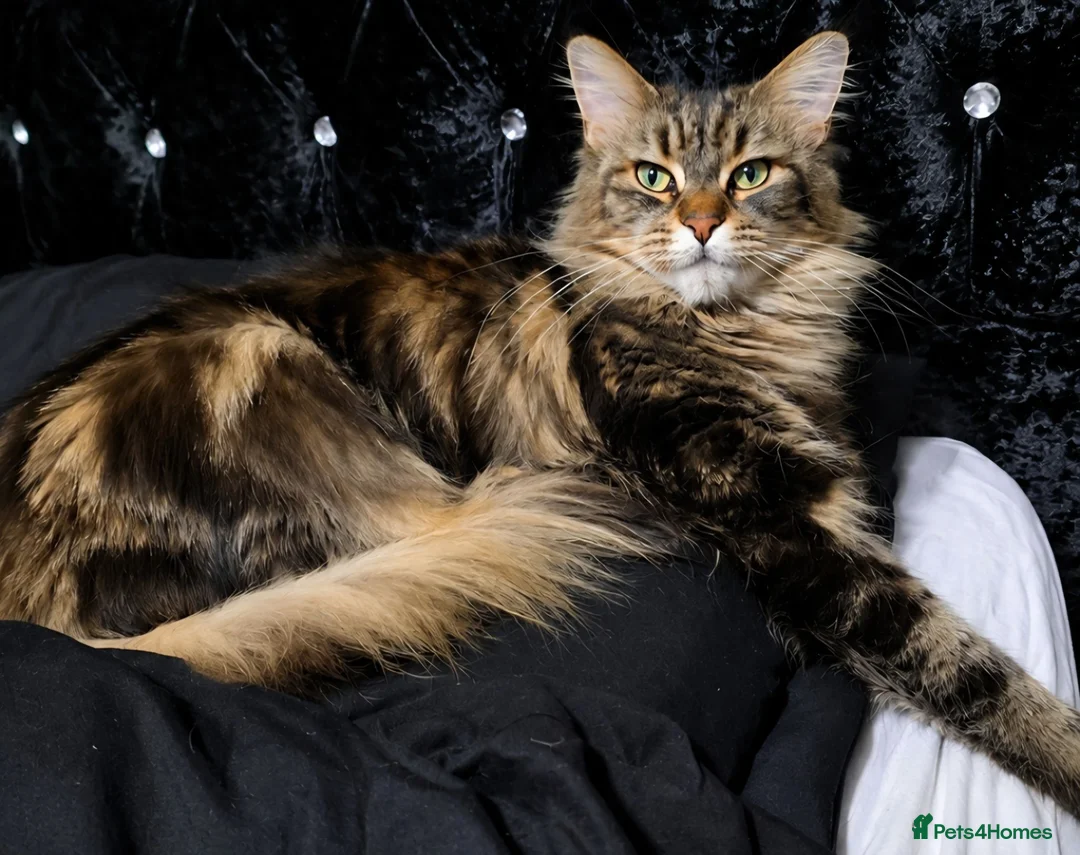 Mixed Breed cats for sale: MAINECOON X British short hair - Advert 1
