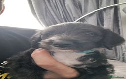 Mixed Breed dogs for sale: 3 boys  - Image 9
