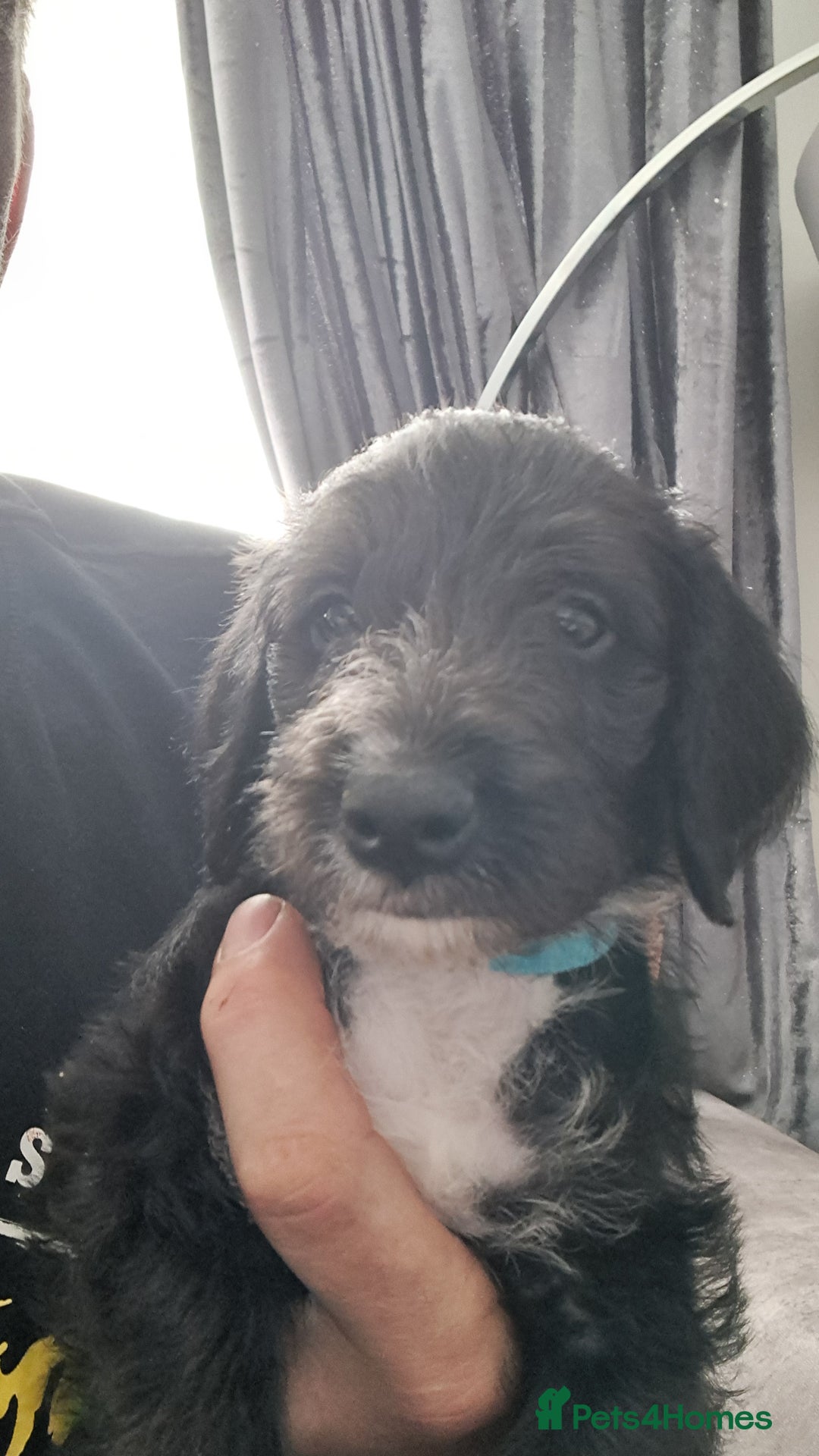 Mixed Breed dogs for sale: 3 boys  - Image 9